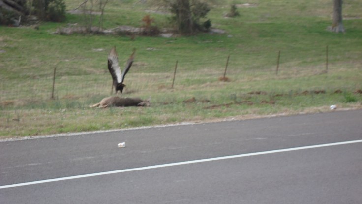 scene from the brick:  a vulture munching on a deer carcass...welcome to the country...rather pungent too.
