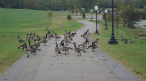by the new Greenway water feature
