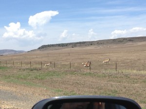 Pronghorns in New Mexico