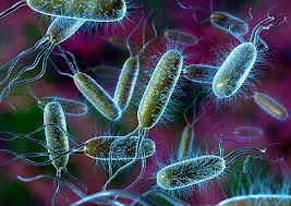 Don't bust me on this - I have no idea what this bacteria is...isn't it a cool graphic?