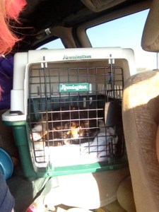 Our feline passenger today