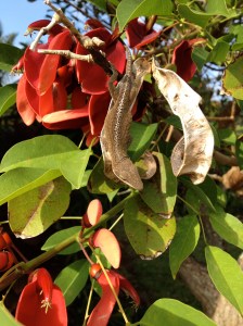 See the little guy pretending to be a bean pod??
