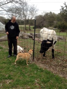 Meeting Elvis the steer