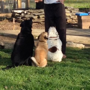 Where o where will I find some dog poo?