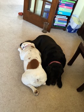 A very important part of Bar Review: Vaughn and Darwin. My constant companions, exercise buddies, room odorizers, bed warmers, and rule statement practice audience.