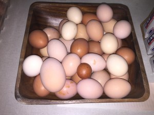 My sweet hens looking out for me.