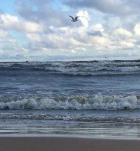 I've done ocean swims calmer than this.