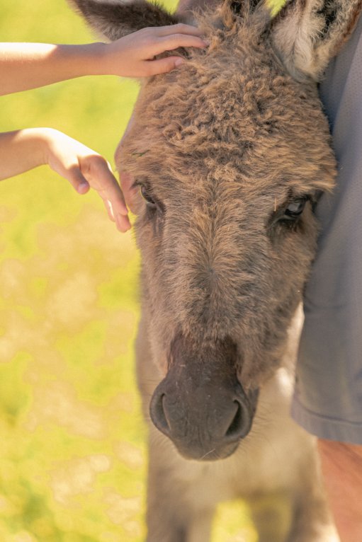 95981294_10158028416725289_7881928594966970368_o-1